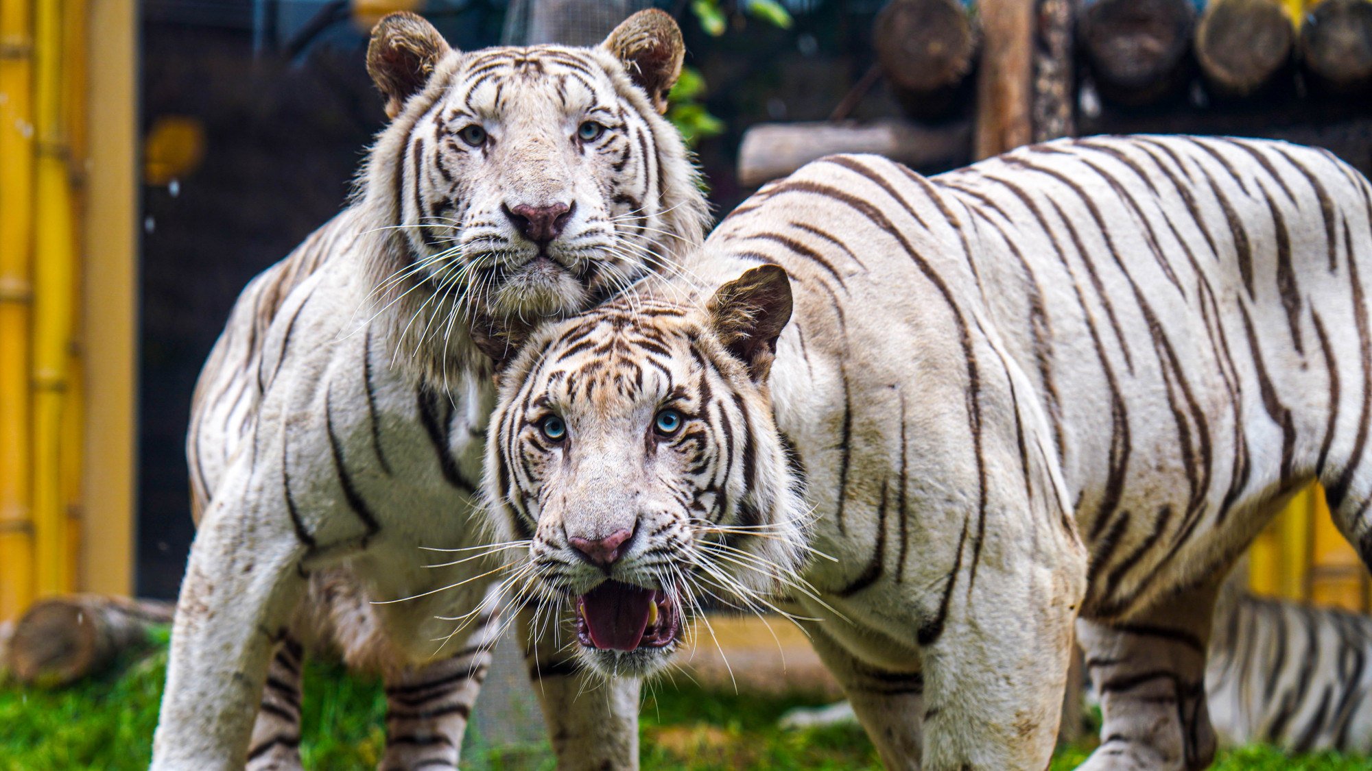 银基动物王国开园第一天
