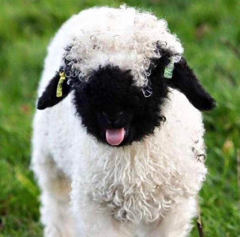 可可爱爱的黑脸羊,原来表情包就是出自它的身上!画面太有喜感了