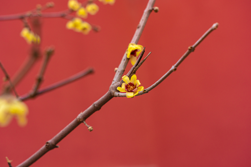 故宫腊梅绽放 花香扑鼻
