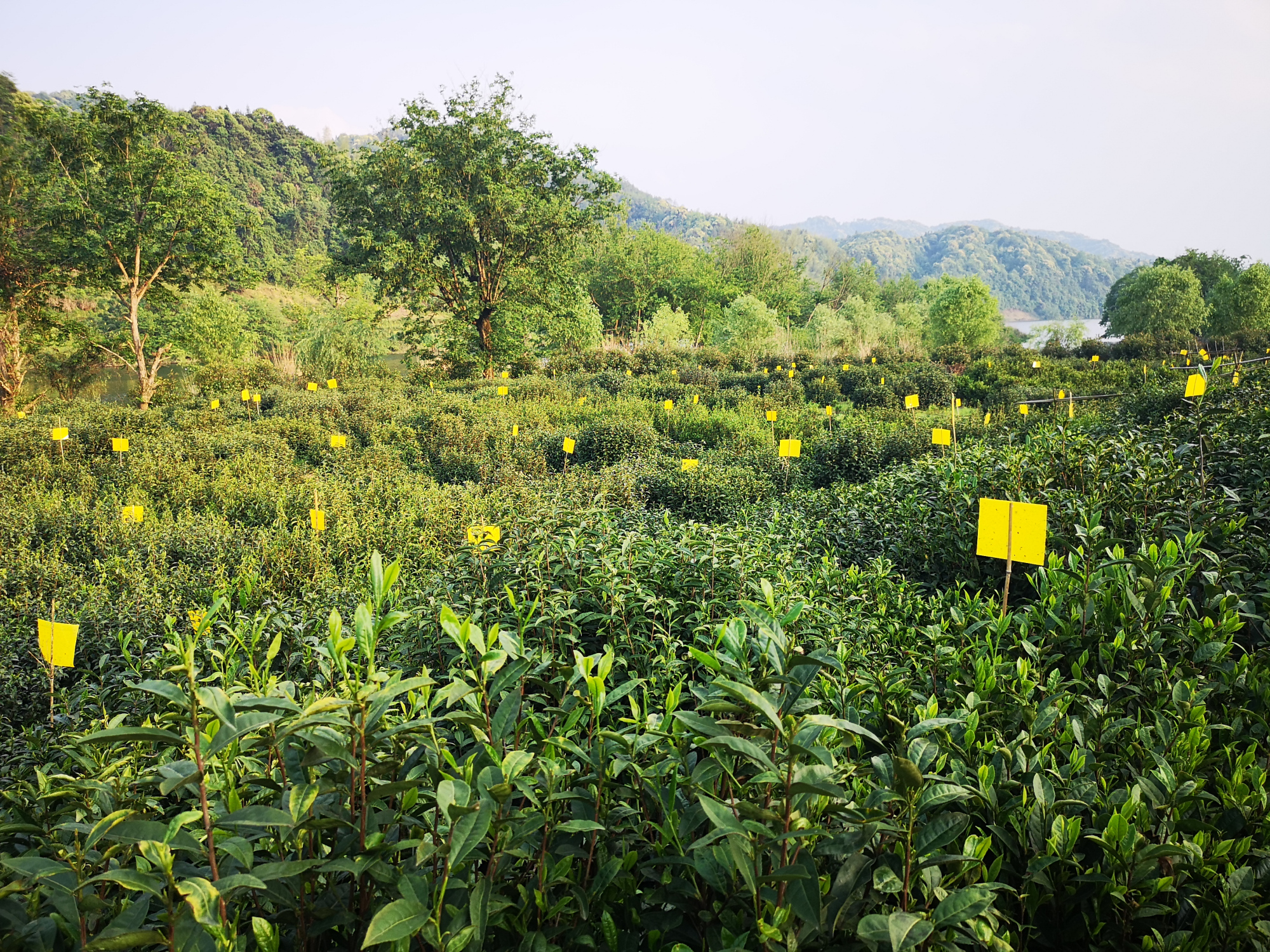 黄山祁门:茶园里插满黄色的小牌子,每棵茶树配一个,看看有啥用