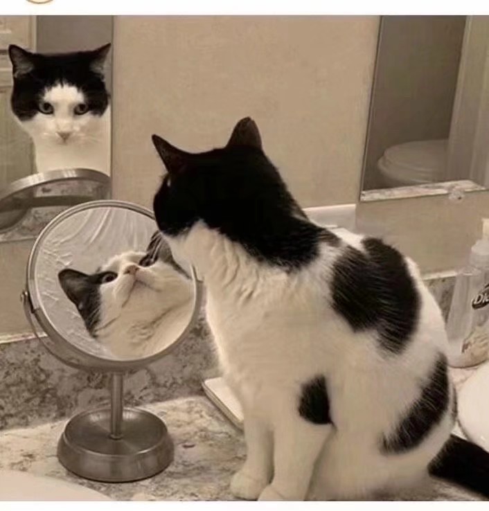 来看可爱的jb猫!