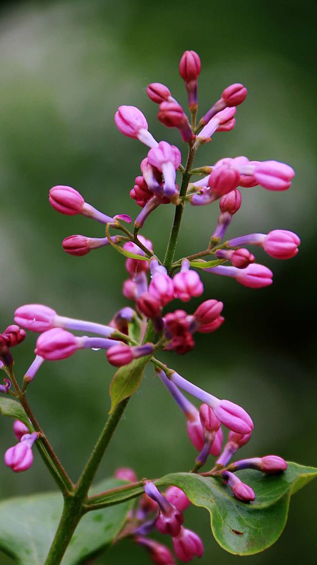 丁香(木犀科丁香属植物)