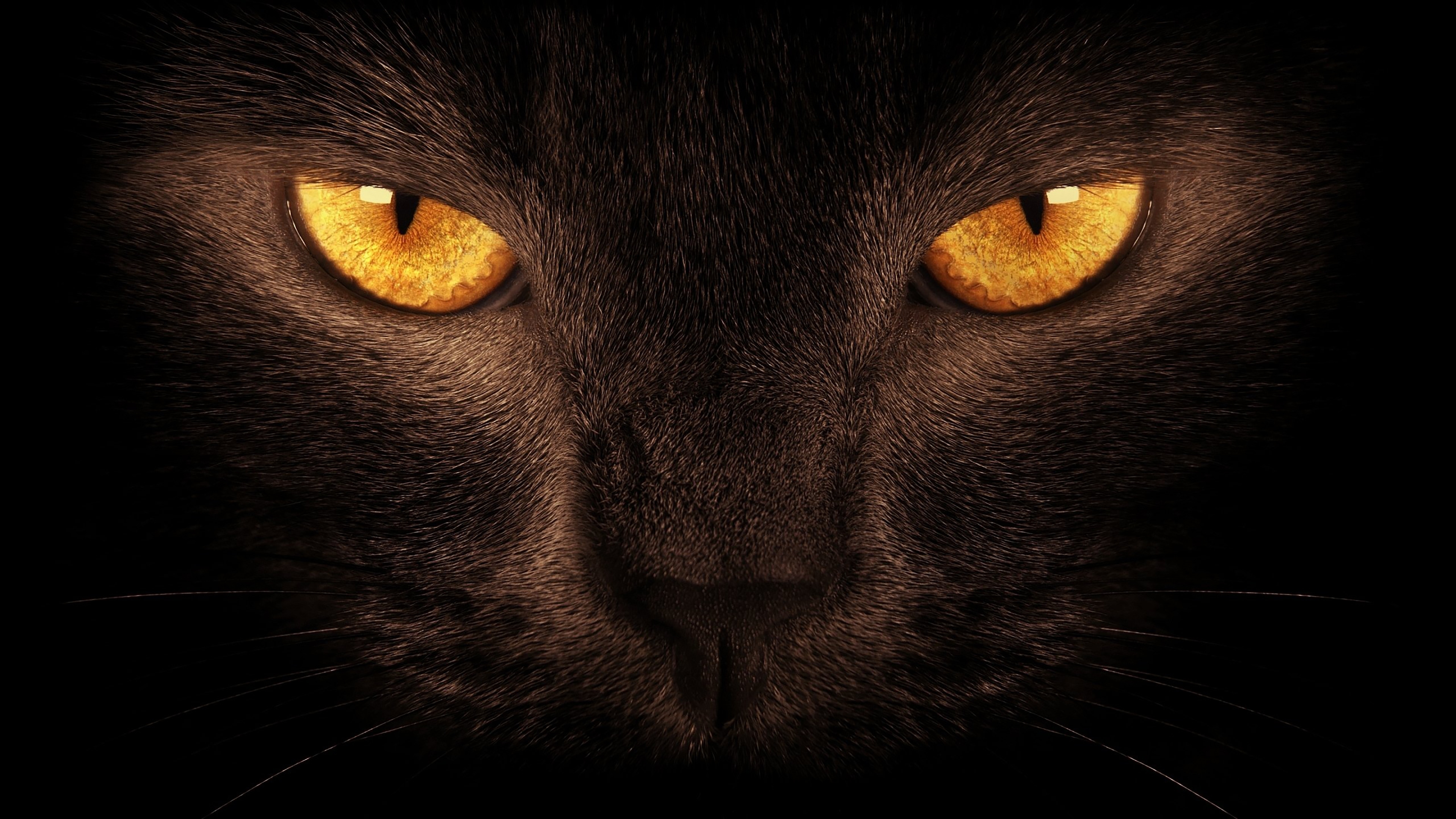 神秘高冷的黑色猫猫