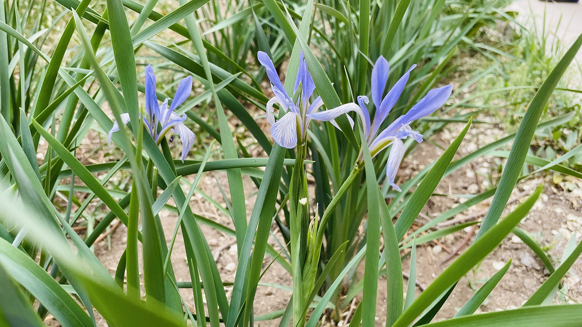 它是内蒙古的省花,草原上随处可见,过去千家万户能见到它的影子