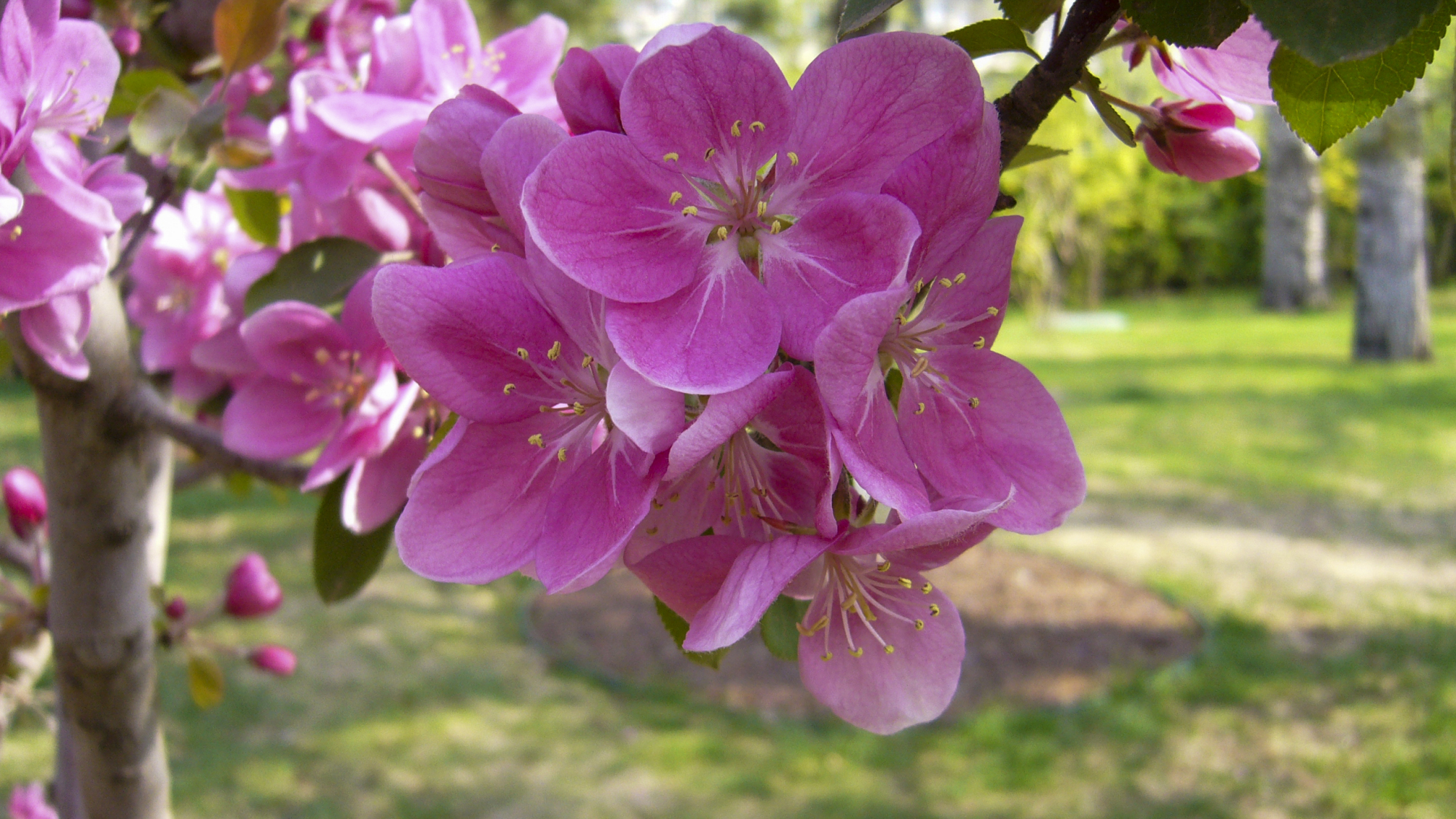清幽淡雅的海棠花,吐露出它那迷人的芬芳