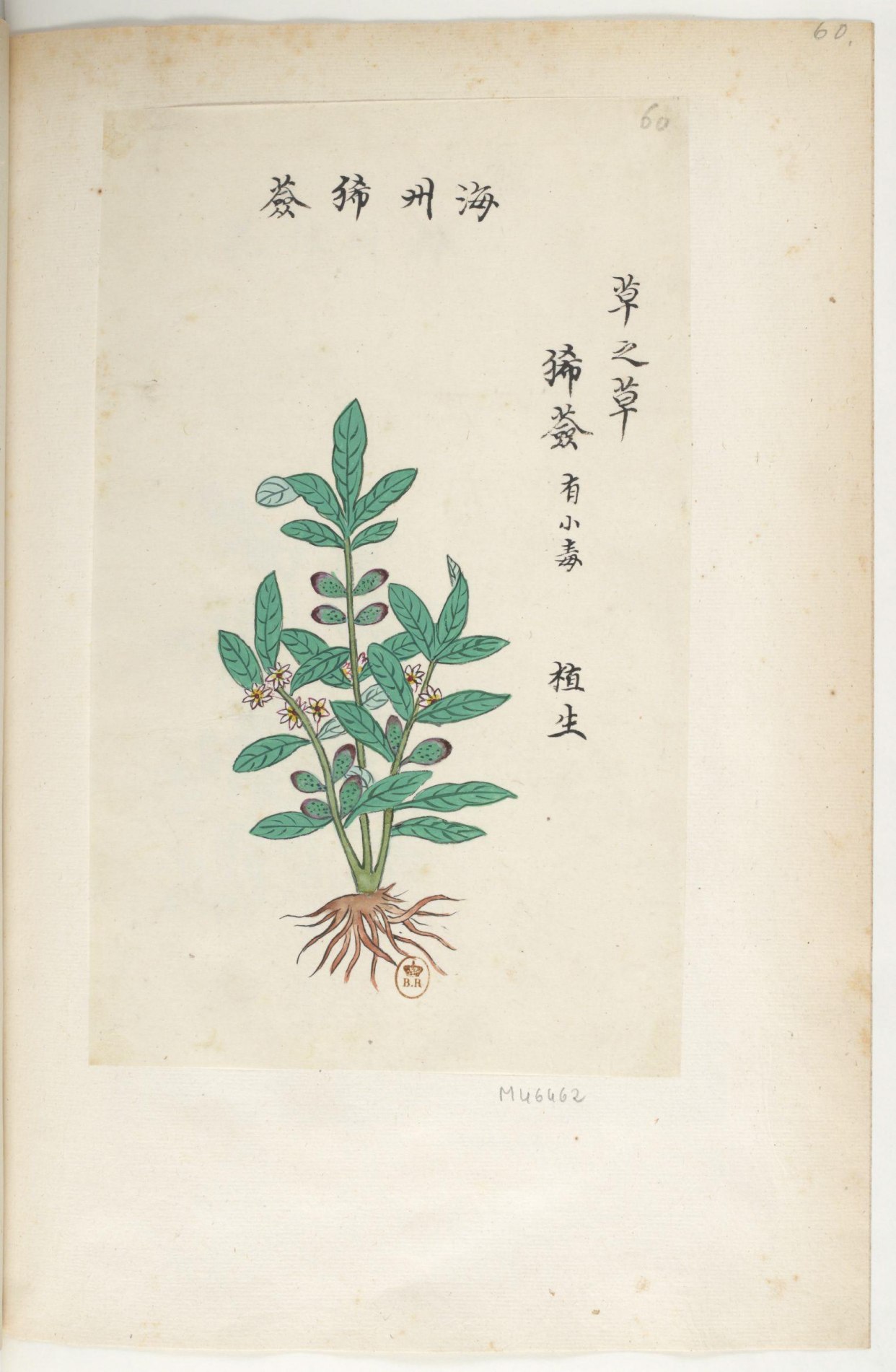 好看的手绘中药植物图谱,看看你认识吗?