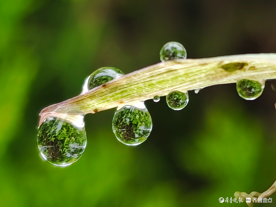 晶莹剔透的小露珠,闪闪放光芒