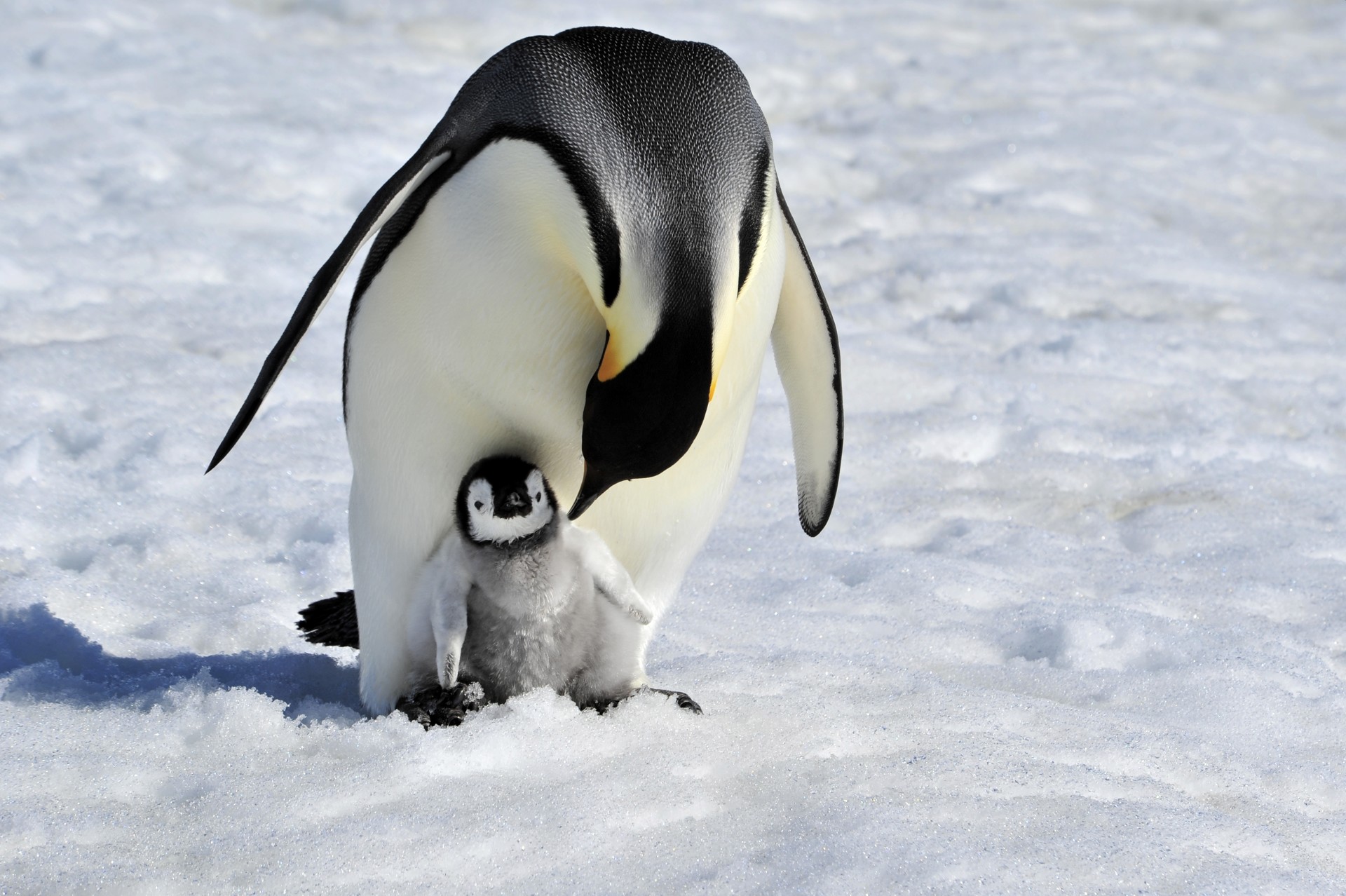 可爱企鹅图片 真实图片