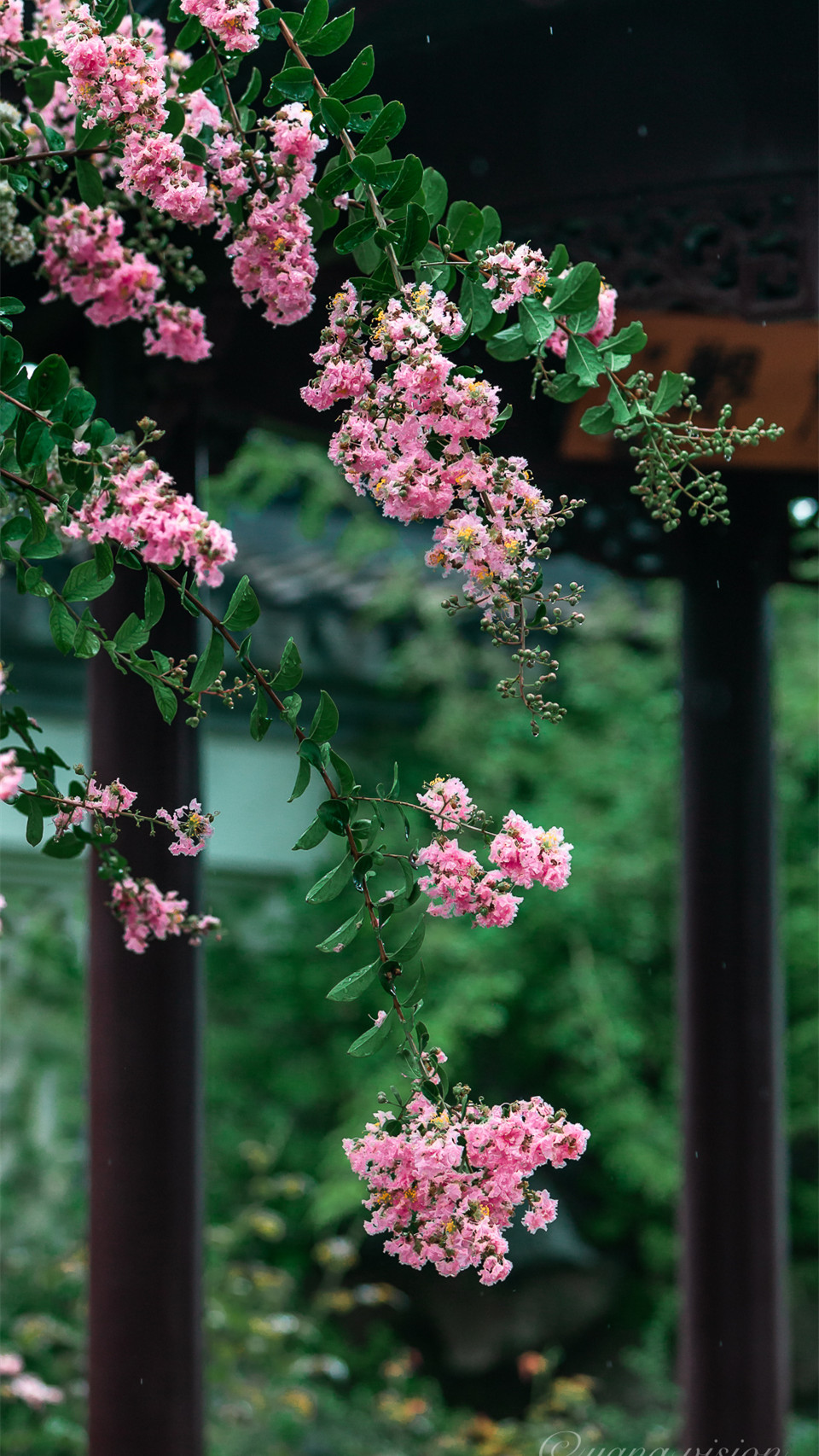 今天立秋,開了整個盛夏的紫薇花,歐陽修,白居易,楊萬里吟詠過