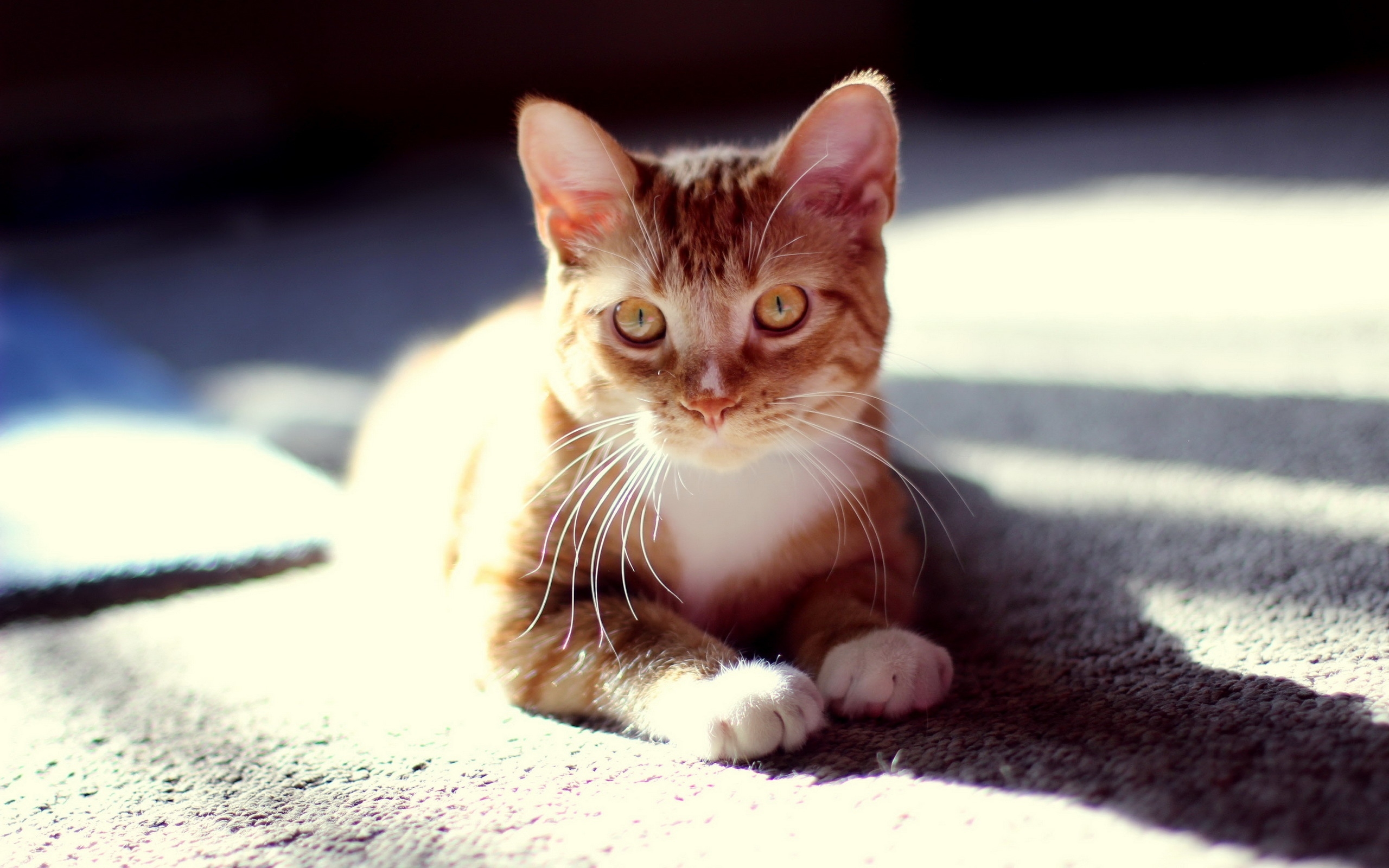 萌宠 喵咪 喵星人 平板m6壁纸