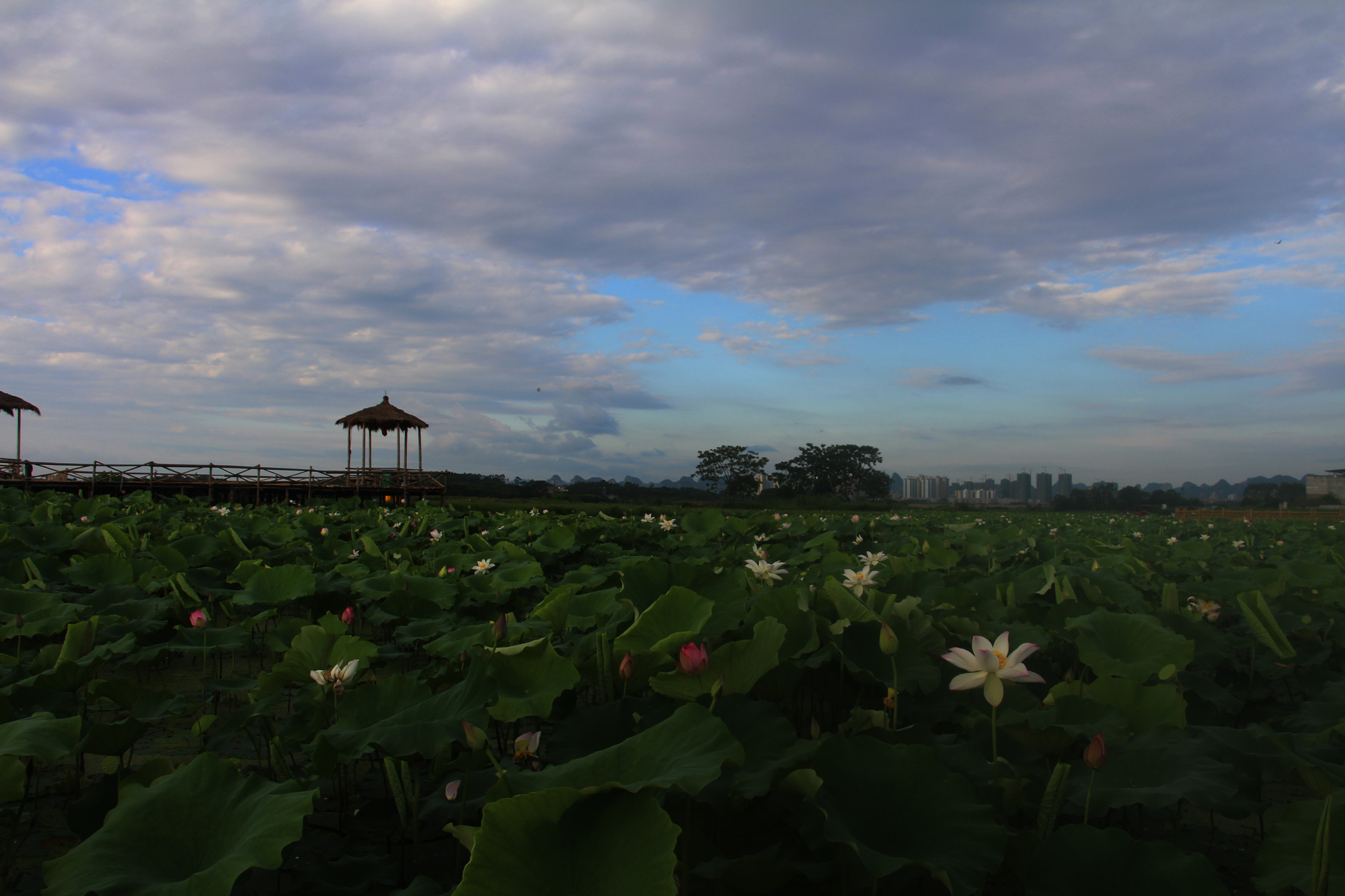 醉美广西乡村游,来宾市武宣县二塘镇石耉村:荷花盛开喜迎客