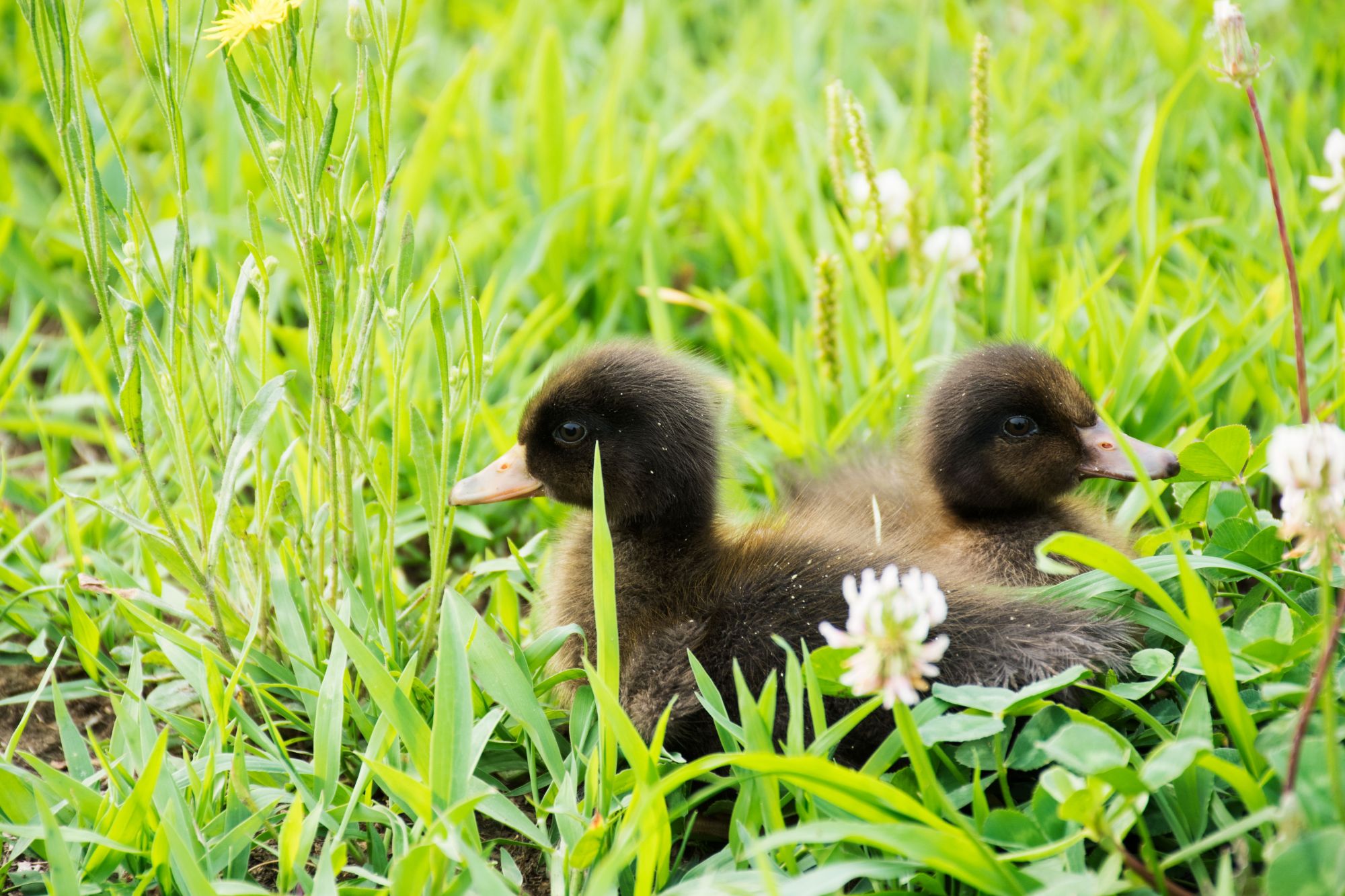 夏季外拍小黑鸭子