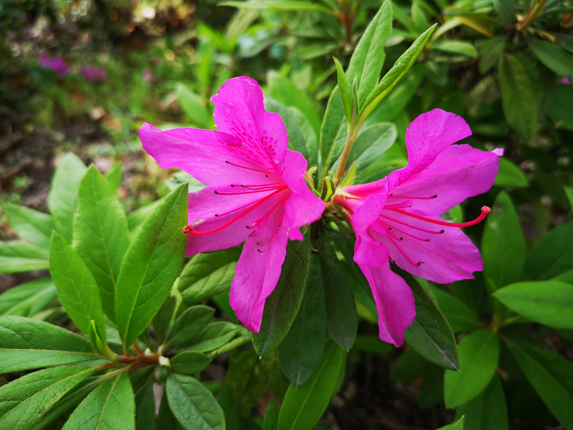 子规鸟嘀,杜鹃花开,满山繁花似锦