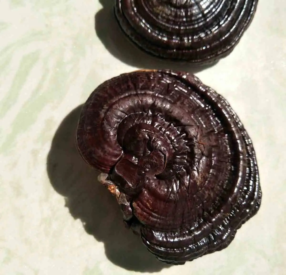 两种能吃的灵芝,赤灵芝和紫灵芝