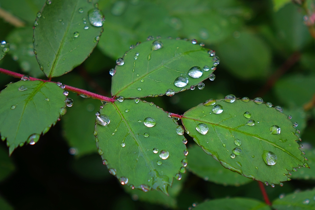 青岛:花草树叶沾雨珠晶莹剔透