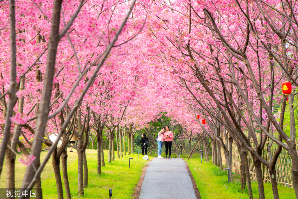 2022年鲤鱼洲樱花岛图片