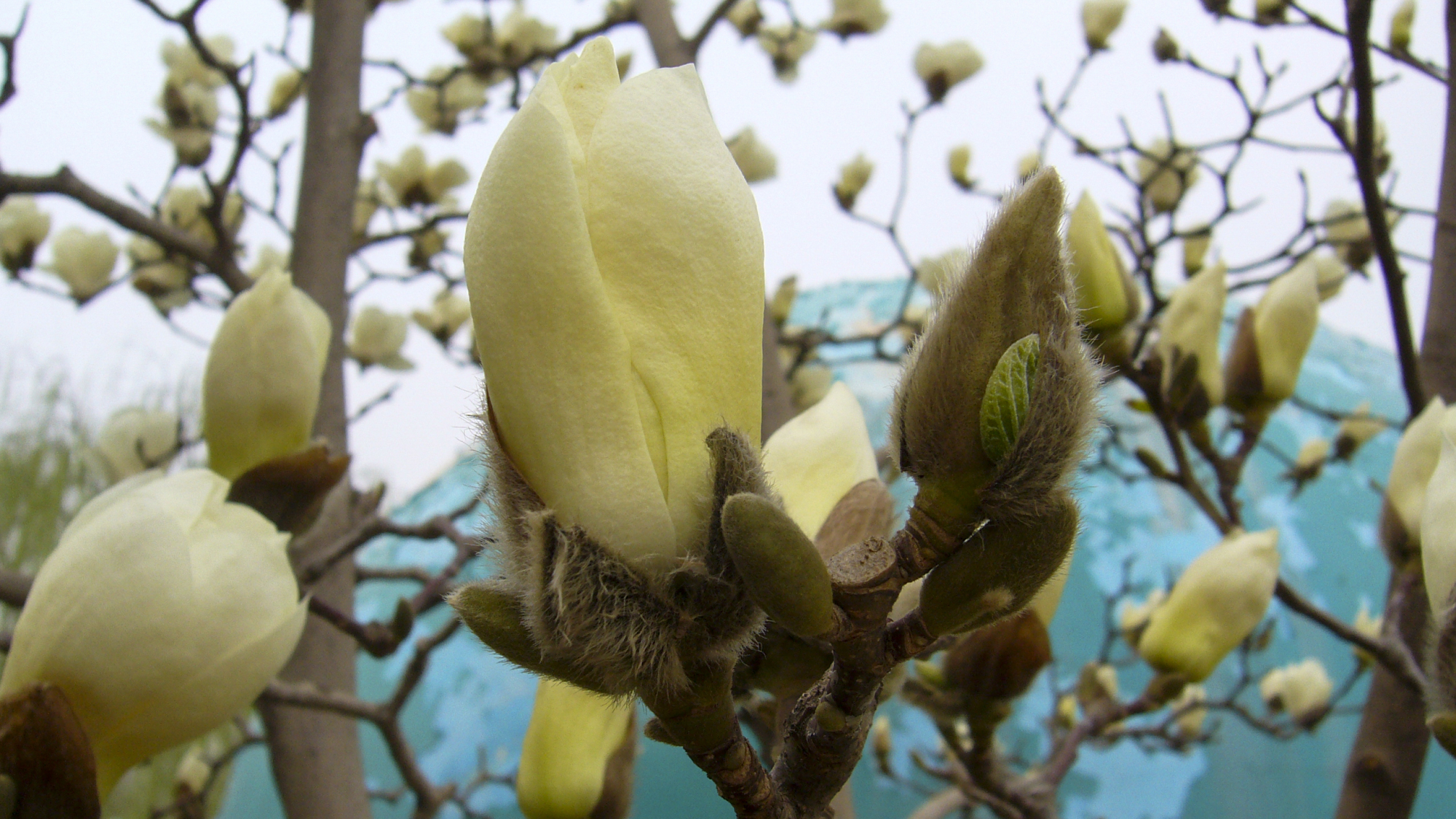 美观典雅的玉兰花,清香远溢,天生丽质