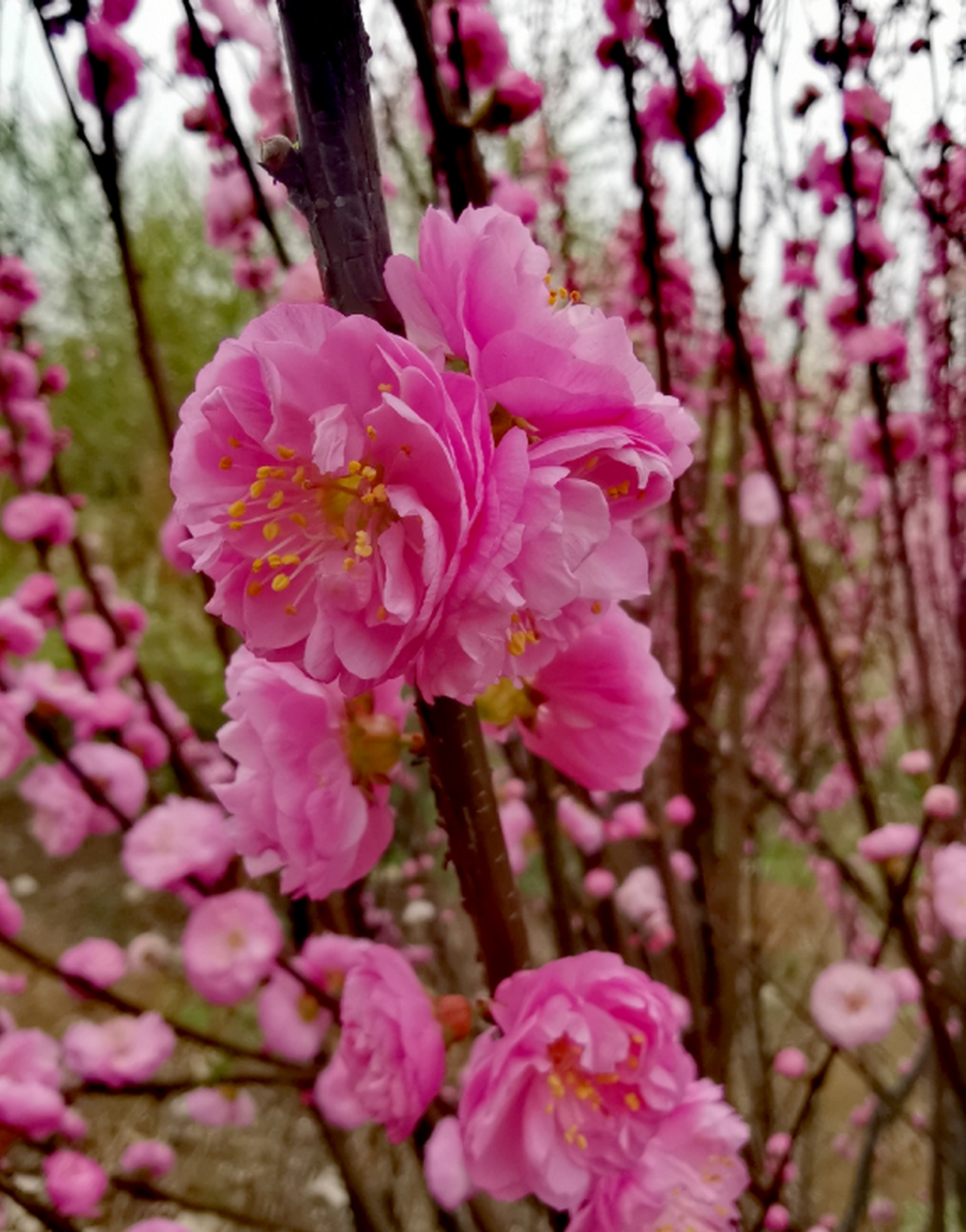 這不是櫻花,這是榆葉梅