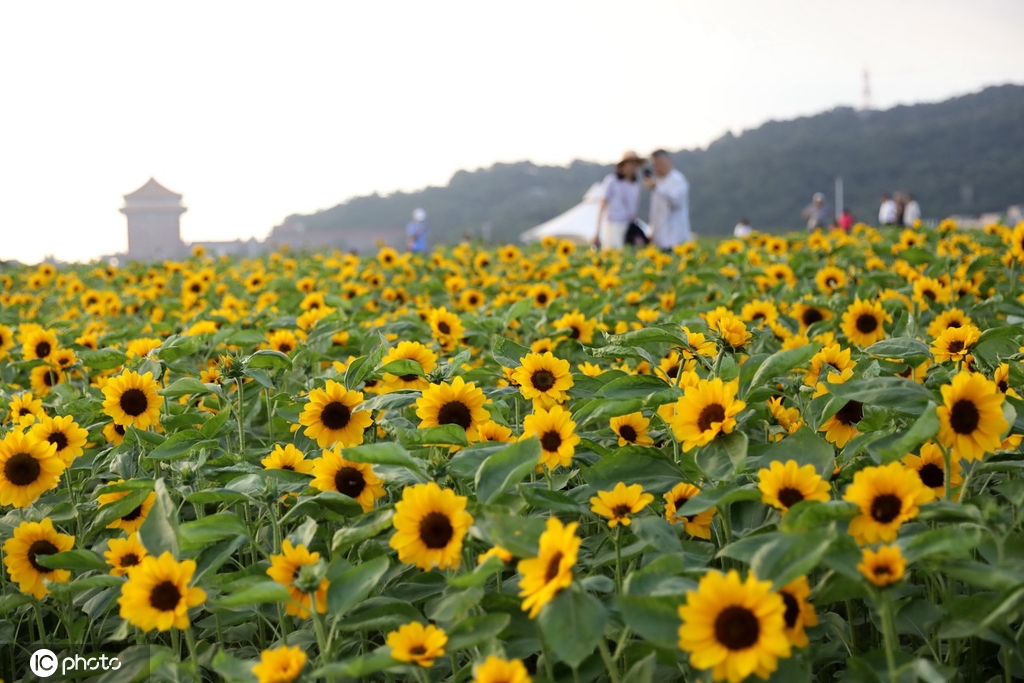 台北大佳河滨公园花海吸引民众