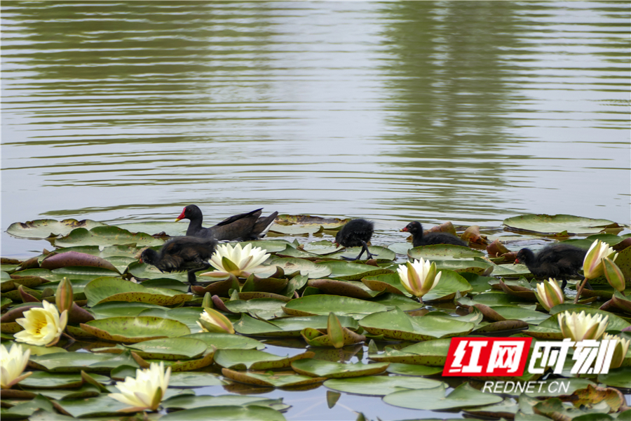 道县绍基公园:夏花似景 草长莺飞