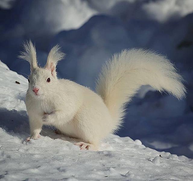 罕见的白色松鼠在雪天里觅食,这么奇特的松鼠你见过吗?