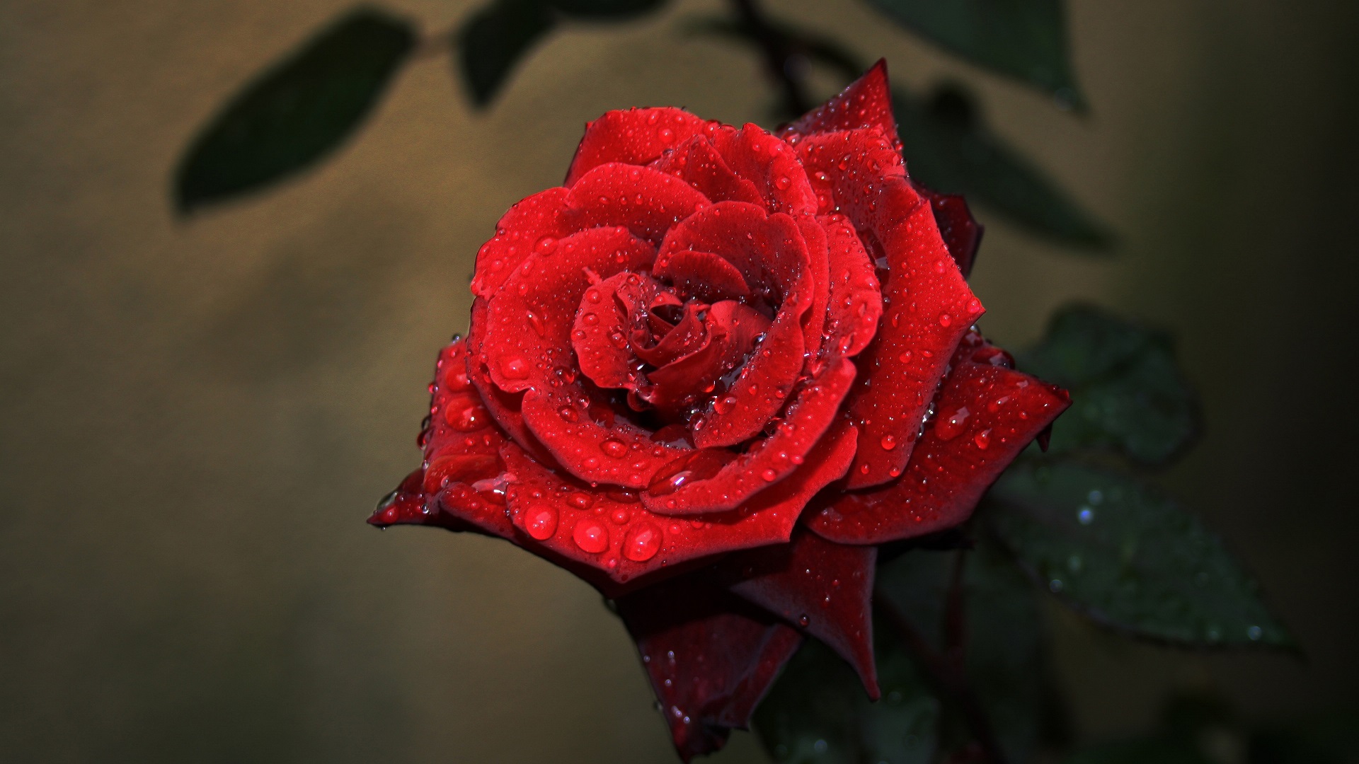 红玫瑰高清壁纸锁屏图片