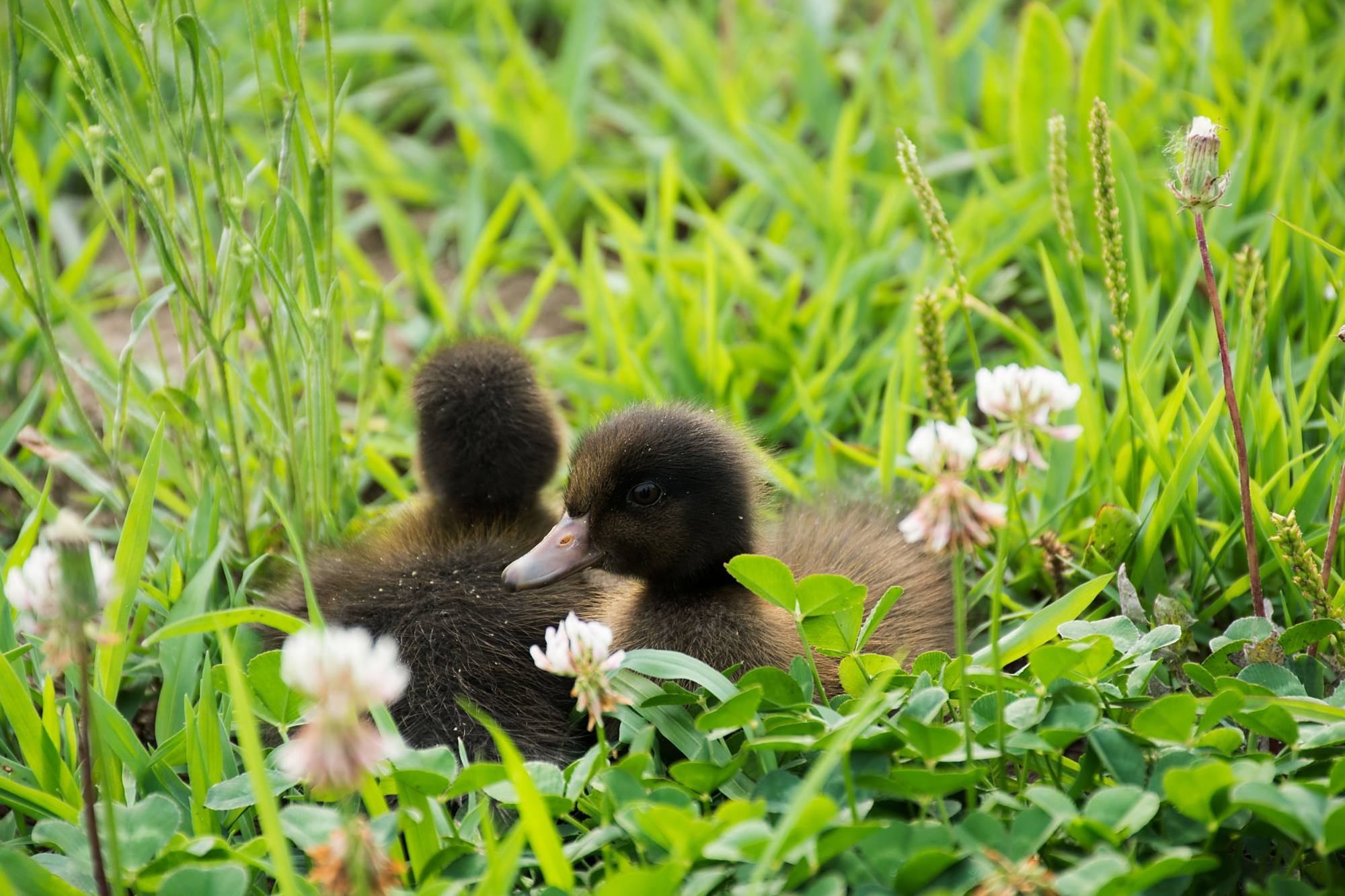 夏季外拍小黑鸭子