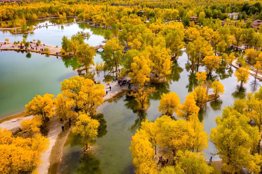 甘肃最美秋色——金塔沙漠胡杨林,这个秋天不可错过的美景!