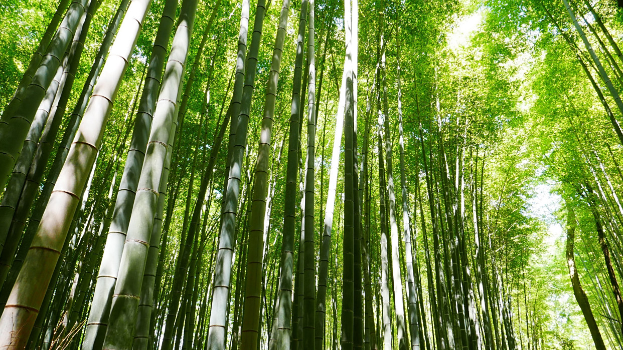 图集:分享一组四季常青的竹子壁纸,欢迎收藏!