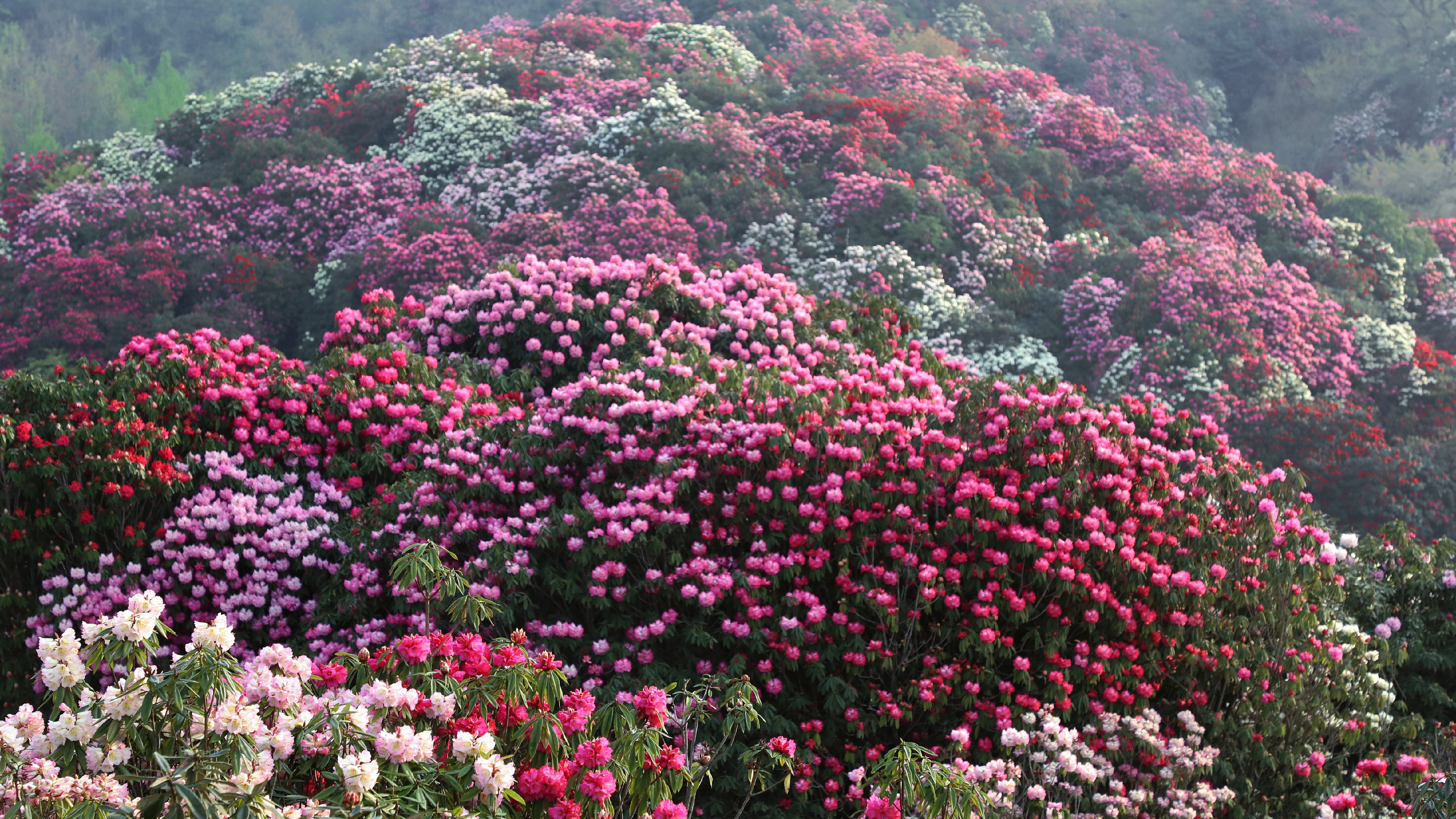 百里杜鹃花海姹紫嫣红,灼灼百里连绵不绝