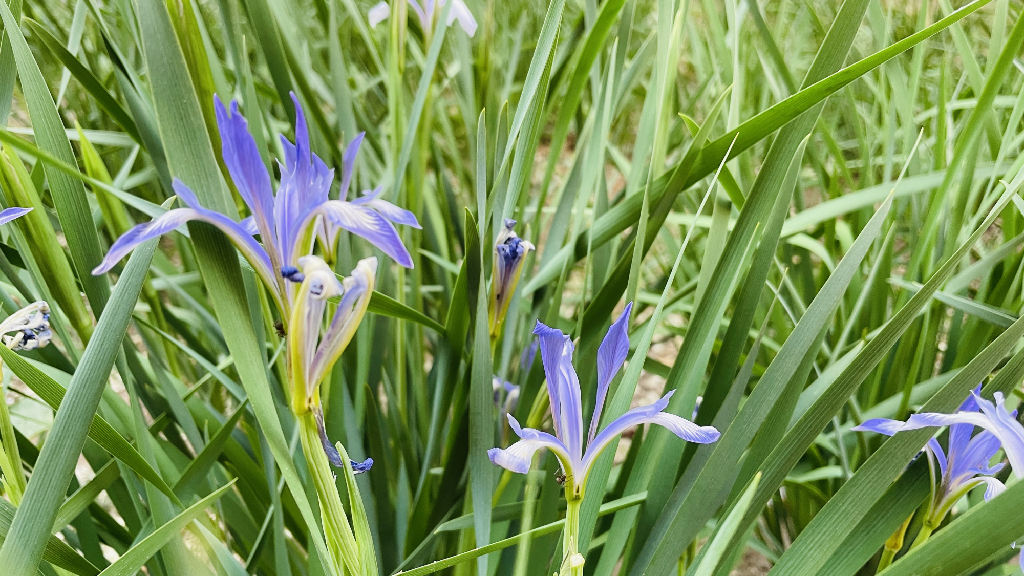 它是内蒙古的省花,草原上随处可见,过去千家万户能见到它的影子
