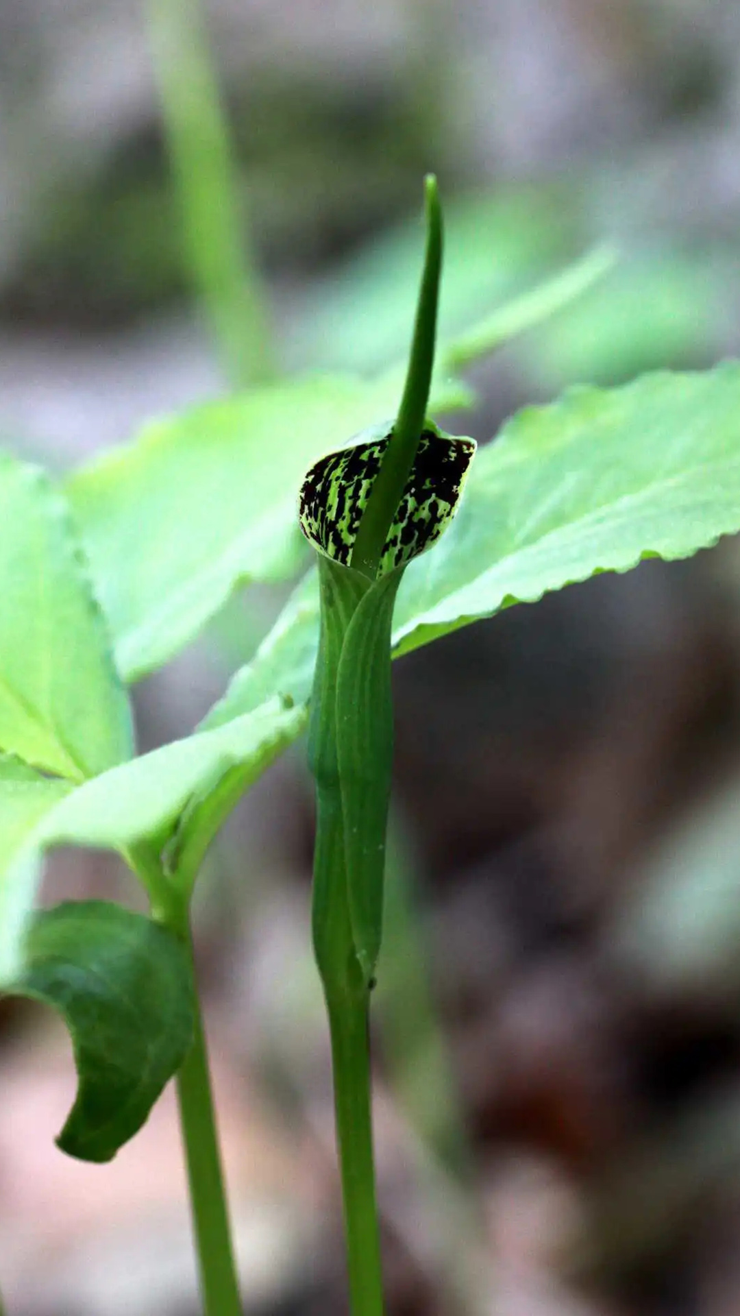 半夏(天南星科半夏属植物)