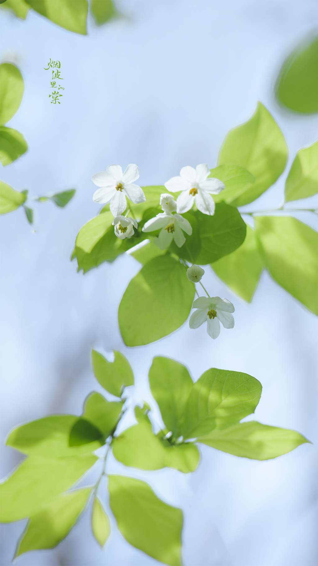 跟着植物看世界i「秤锤树」春天里的一点清明色