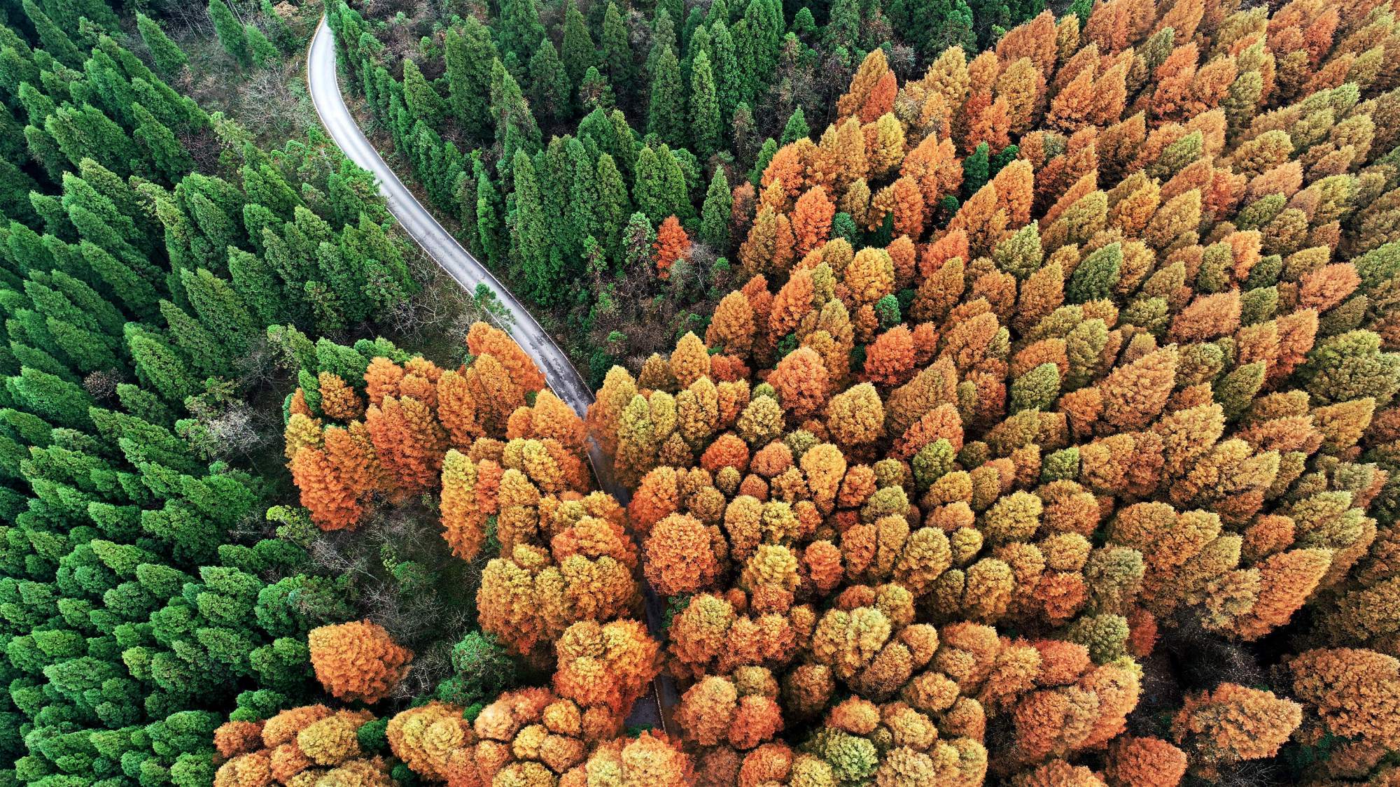 重庆涪陵:武陵山国家森林公园一半春来一半秋
