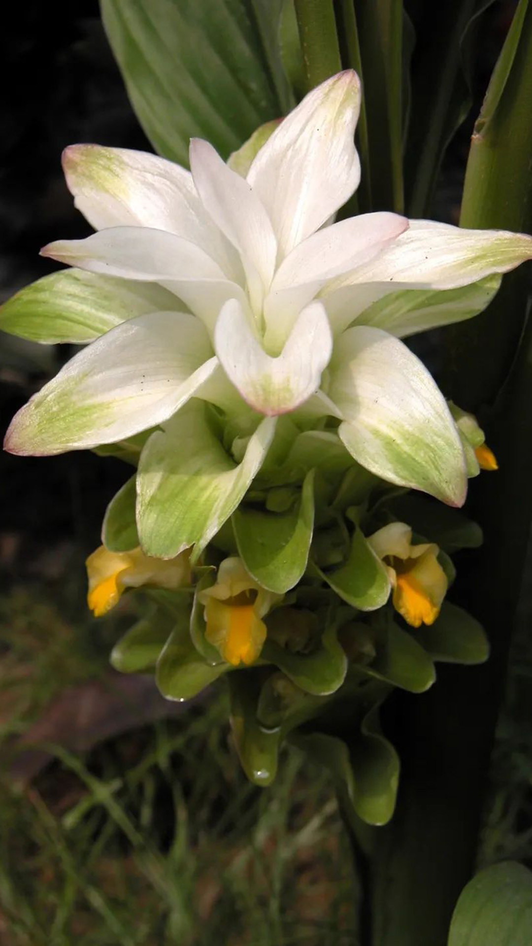 莪术(姜科姜黄属植物)