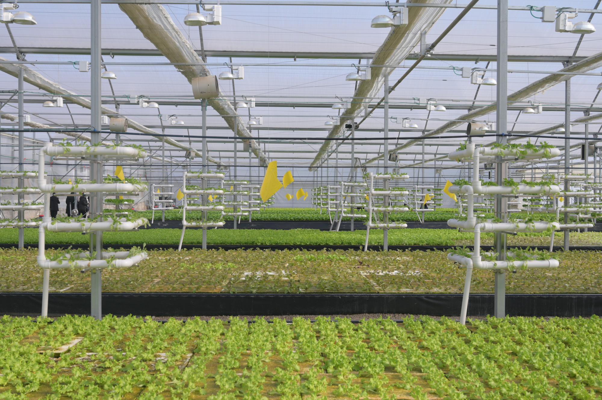 河南内乡县:发展以色列农业园 推广现代农业新技术