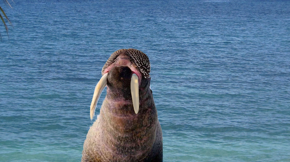 猛兽龇牙恐吓大比拼