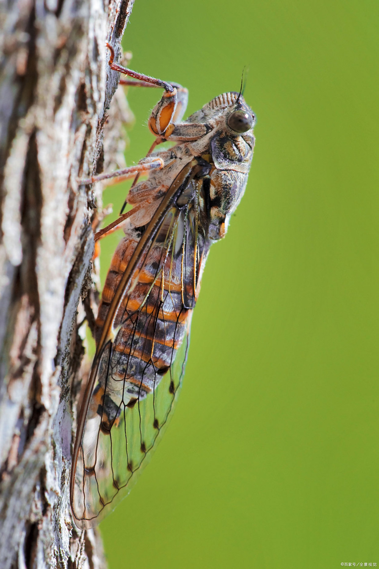 高树鸣蝉"居高声自远,非是藉秋风"