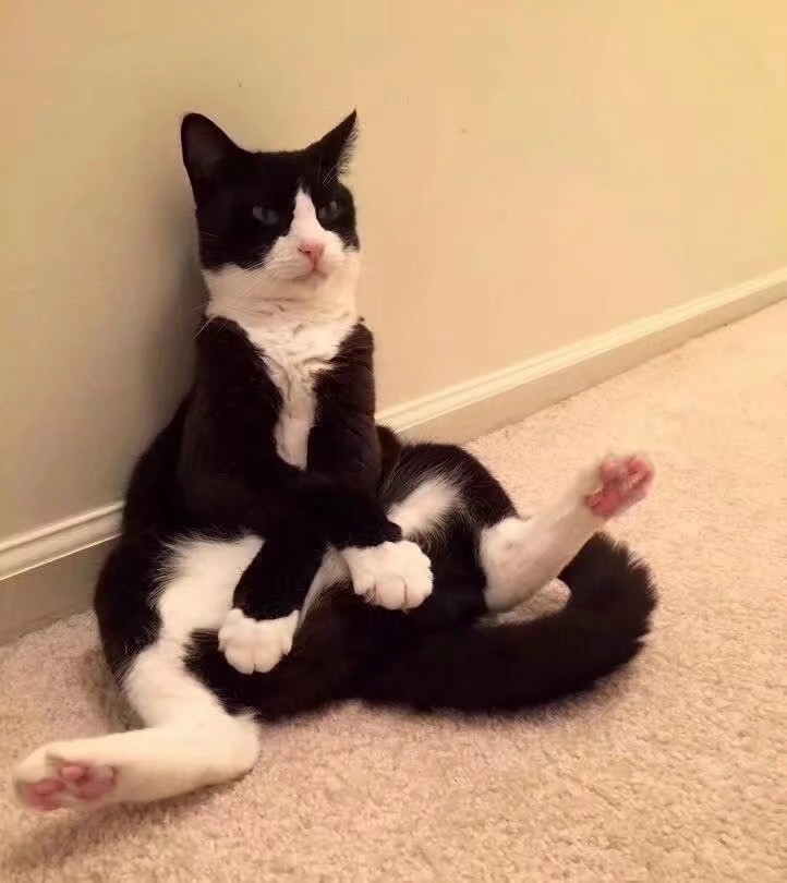 来看可爱的jb猫!