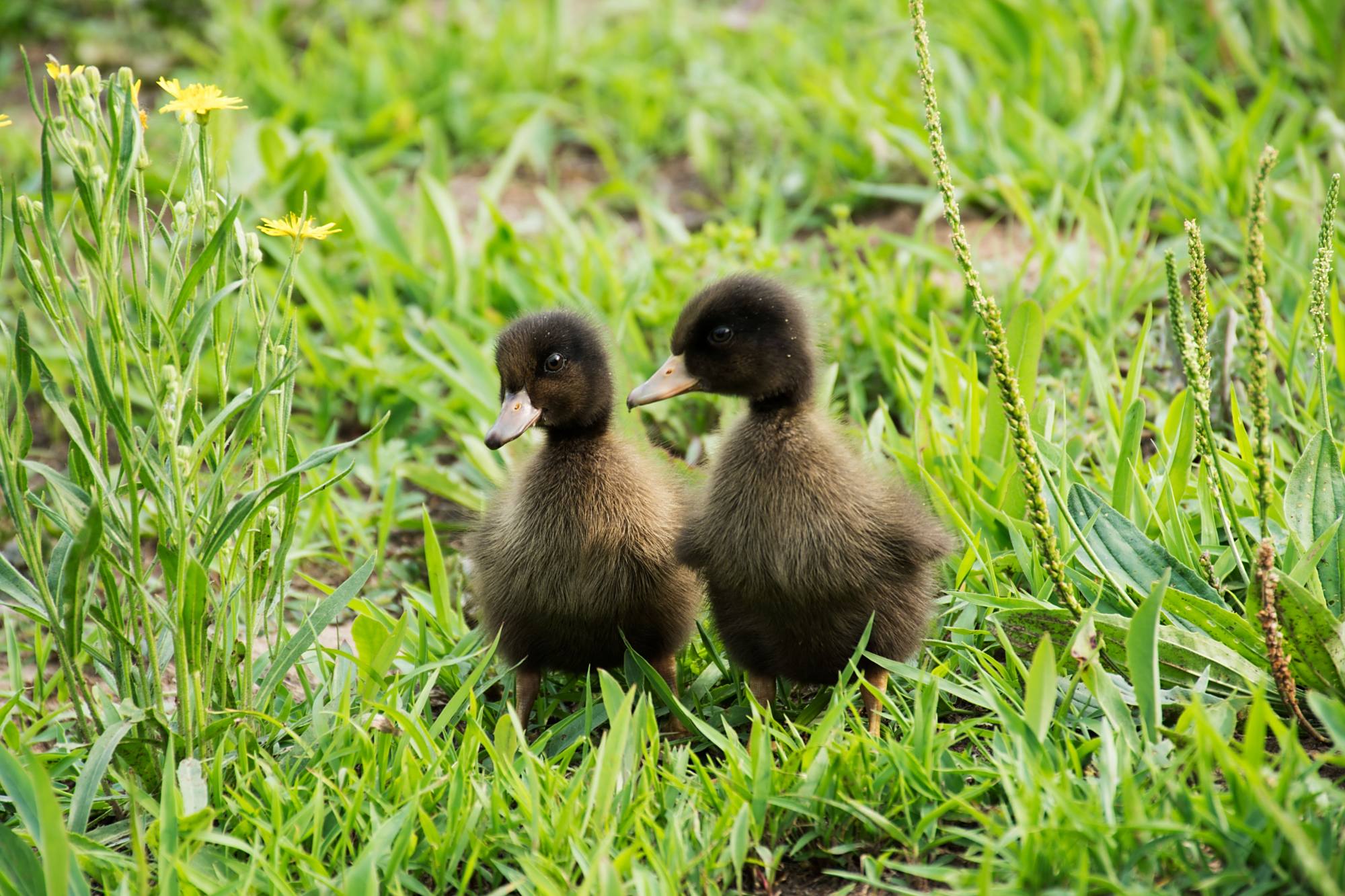 夏季外拍小黑鸭子