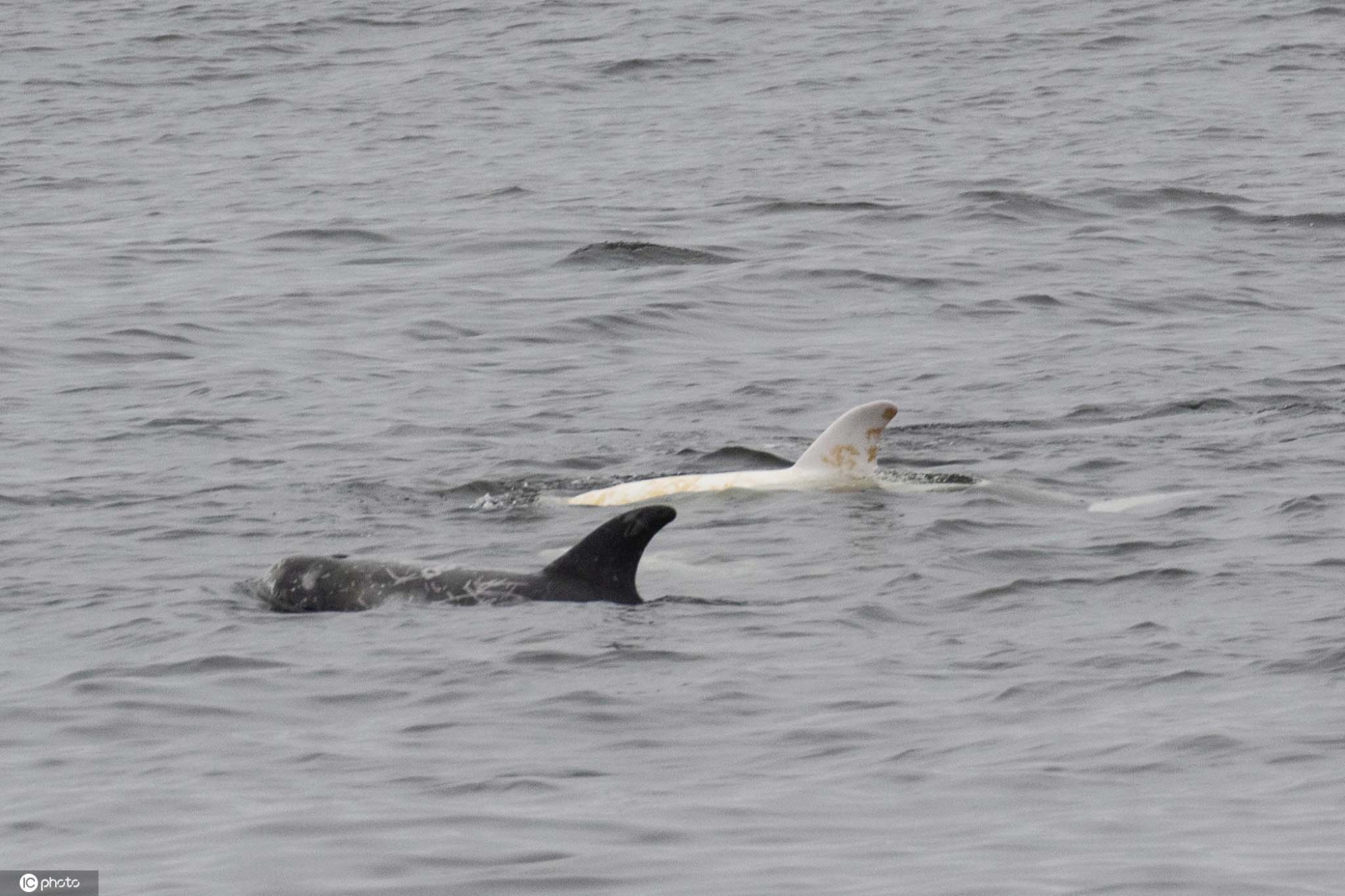 美国加州海域现罕见白化海豚与同伴游泳尤为显眼