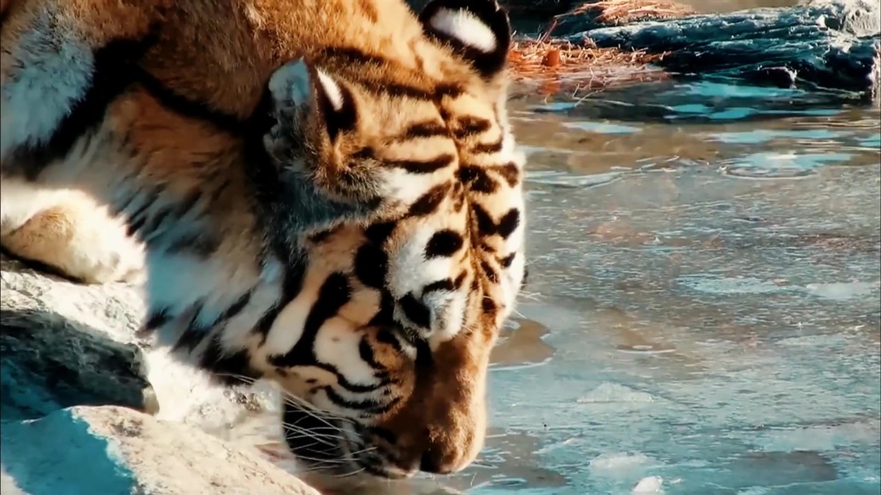 漂亮的老虎喝水,这肌肉真的没谁了!