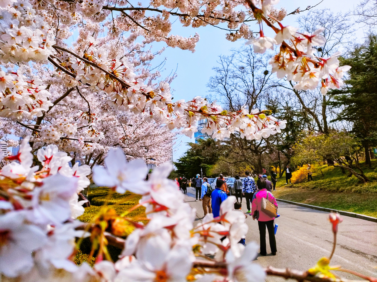 一整条街都是樱花,大连劳动公园太美了