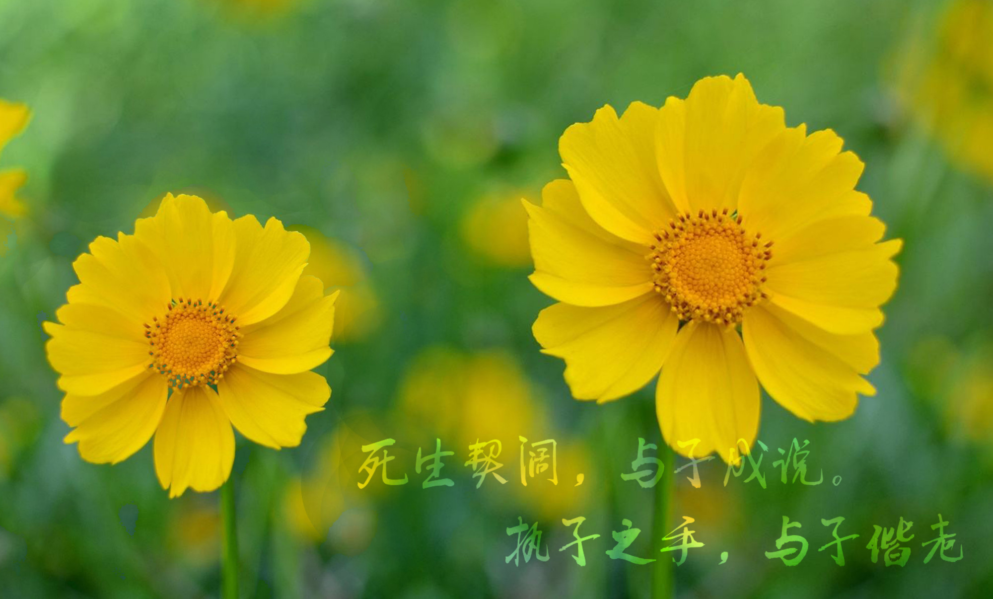 「好看的pc桌面背景」死生契阔,与子成说,执子之手,与子偕老