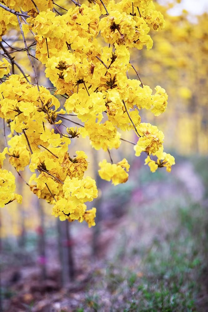 黄风铃花图片 花语图片