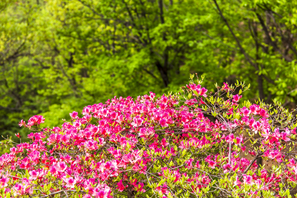 河南鲁山:四棵树平沟杜鹃花开满山岗