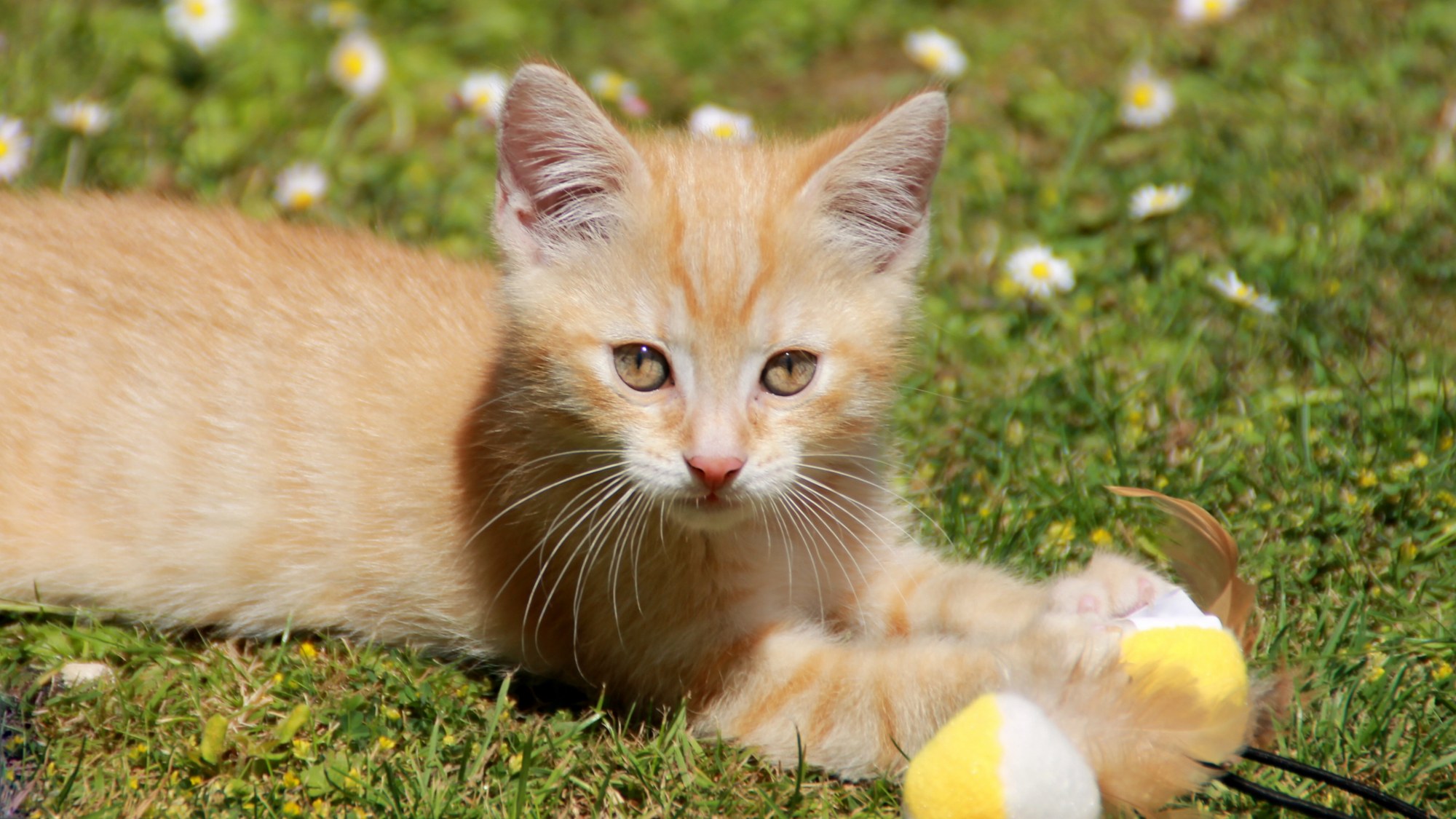 图集:分享一组可爱的小奶猫壁纸,赶紧收藏吧!