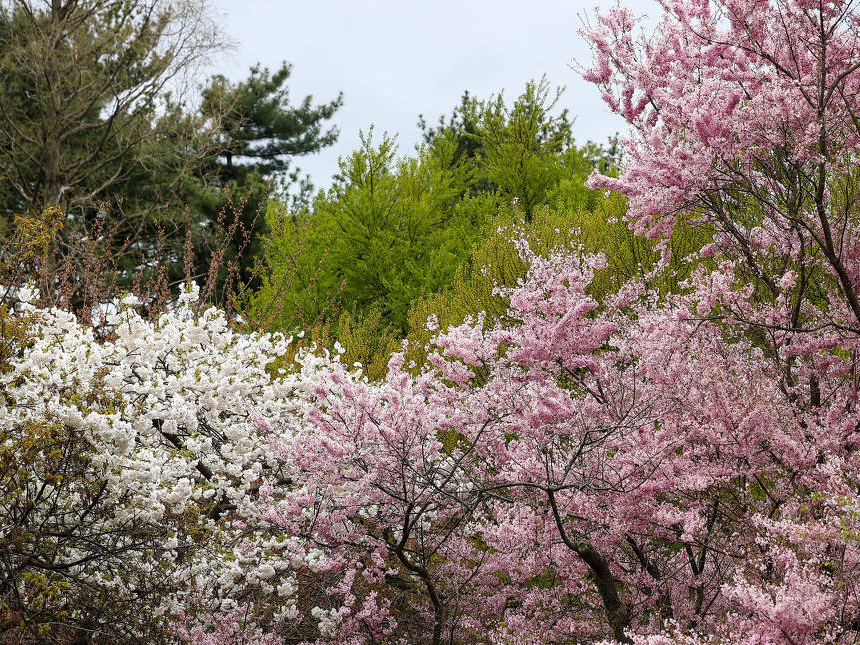 纽约布鲁克林植物园樱花盛放 吸引游人打卡