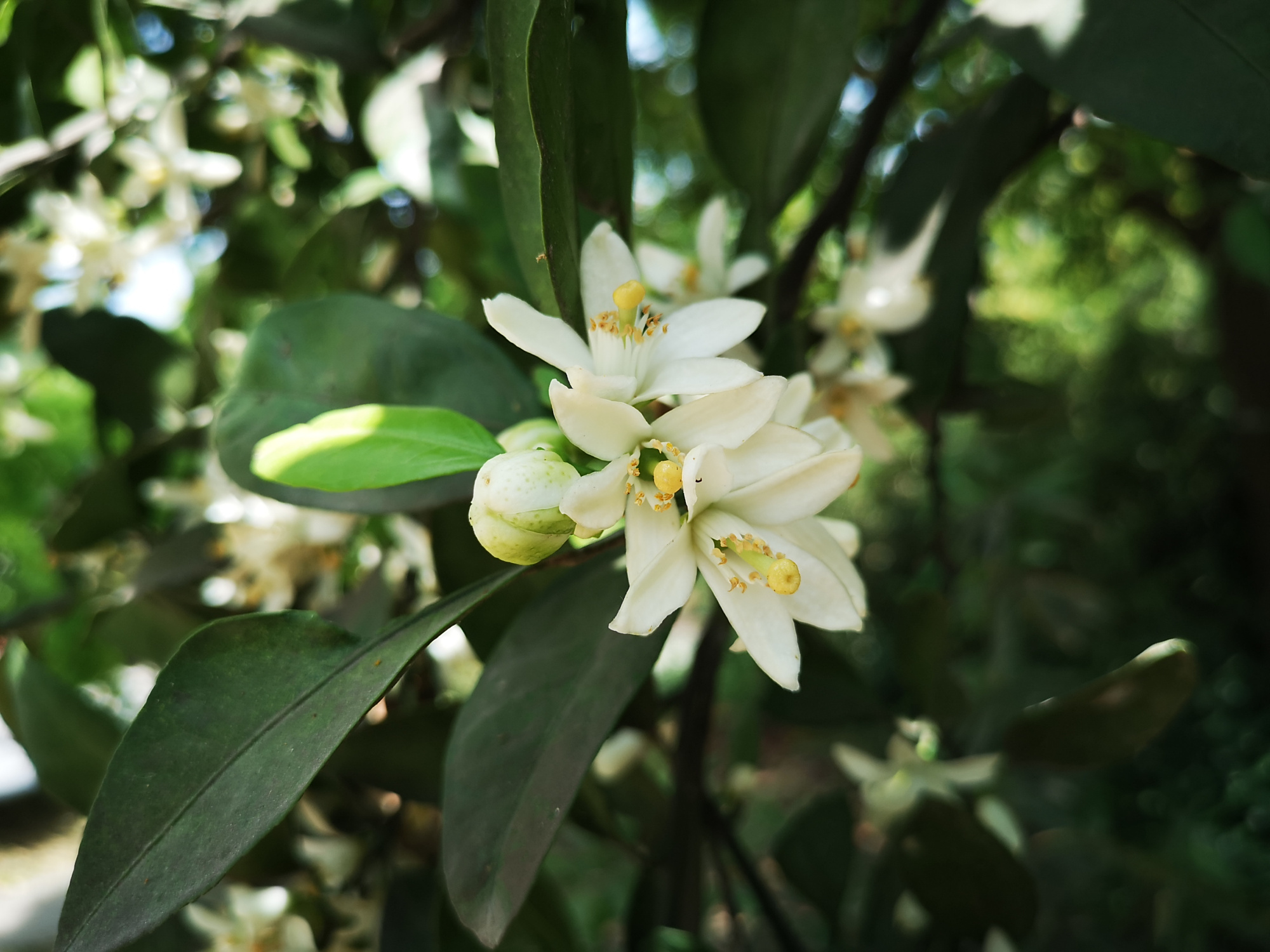 桔子树开花了,枝叶间溢满清香