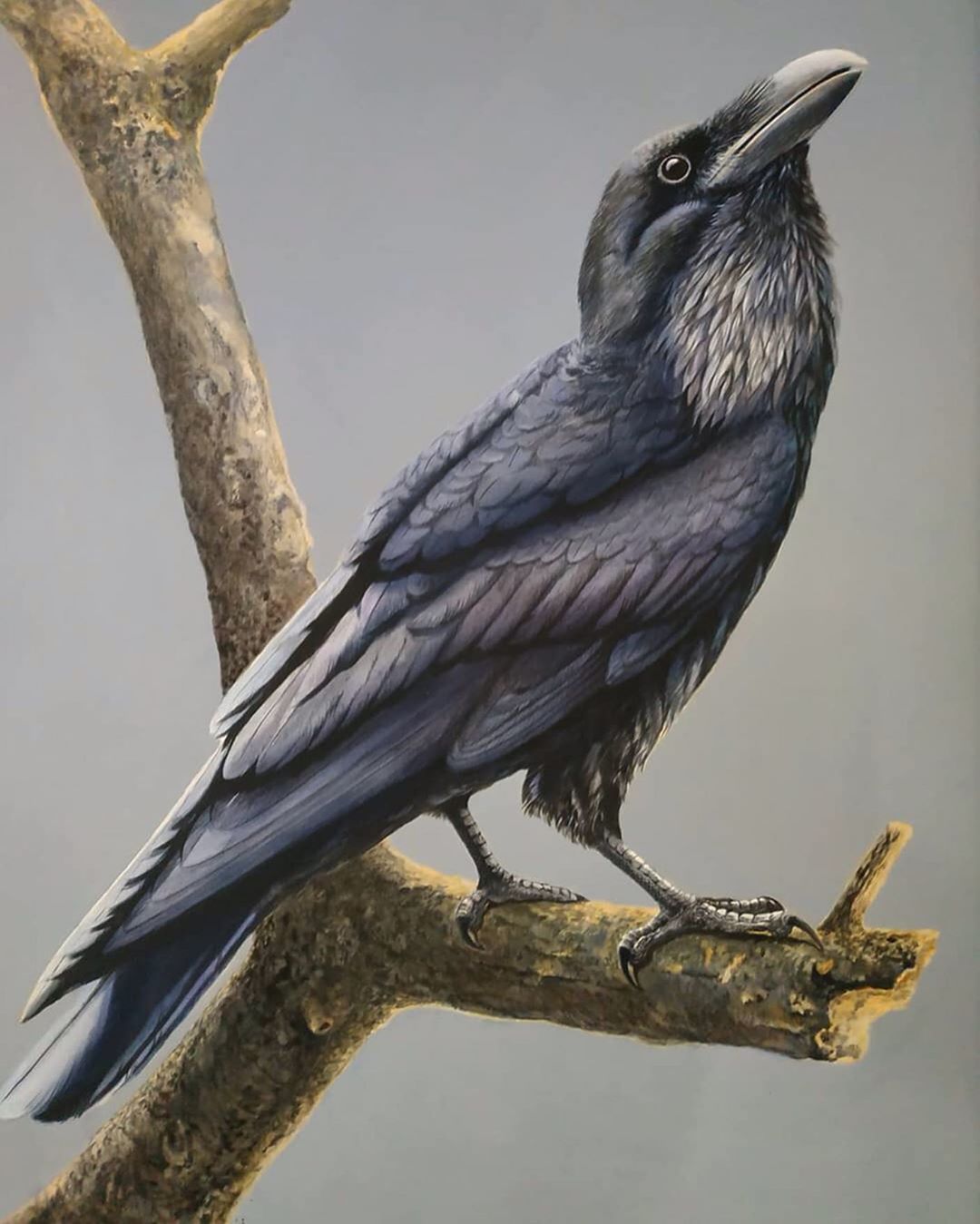 美国动物艺术家协会艺术家作品集欣赏之二